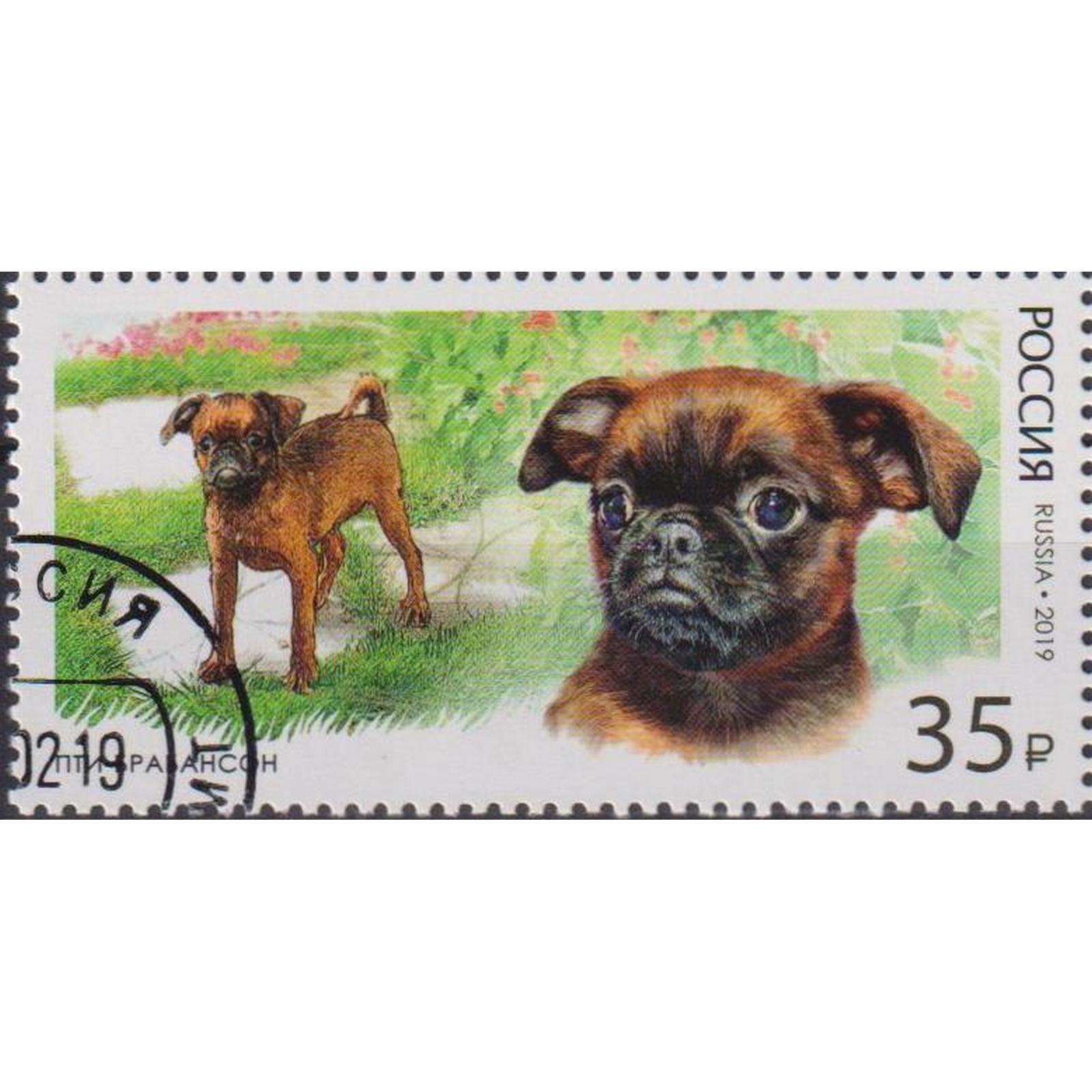 

Почтовые марки Россия Декоративные породы собак - Пти-брабансон Собаки, ru2449