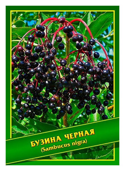 

Семена Бузина Черная, 0,5 г Симбиоз