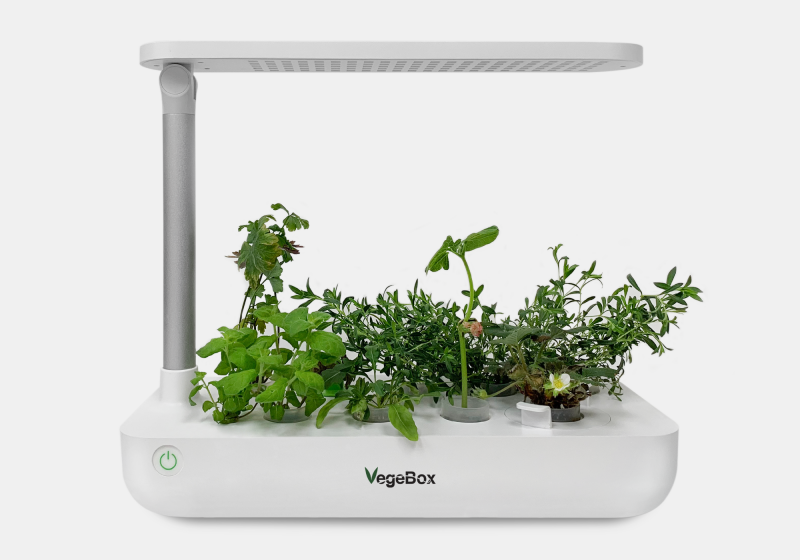 фото Живой светильник vegebox