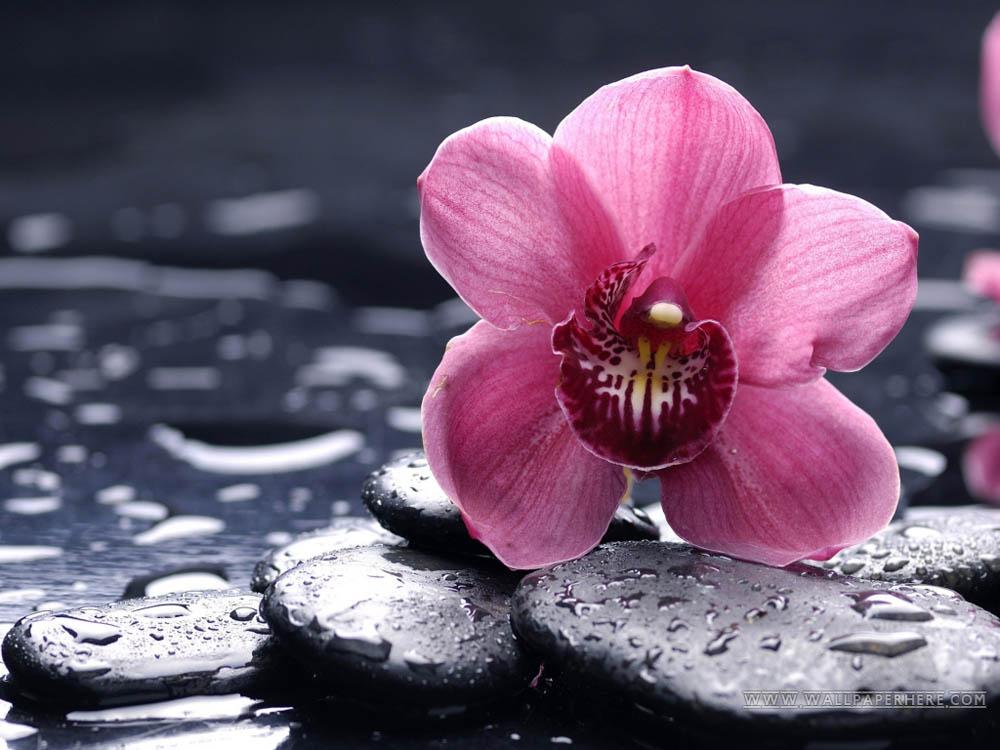 фото Алмазная вышивка гранни орхидея ванда, 38x27 см