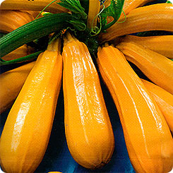 

Семена Кабачок цуккини Самый-самый, 1 г, АЭЛИТА, 199664