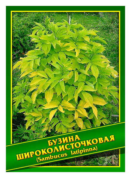 

Семена Бузина Широколисточковая, 0,1 г Симбиоз