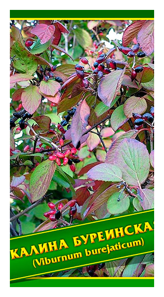 

Семена Калина Буреинская, 1 г Симбиоз
