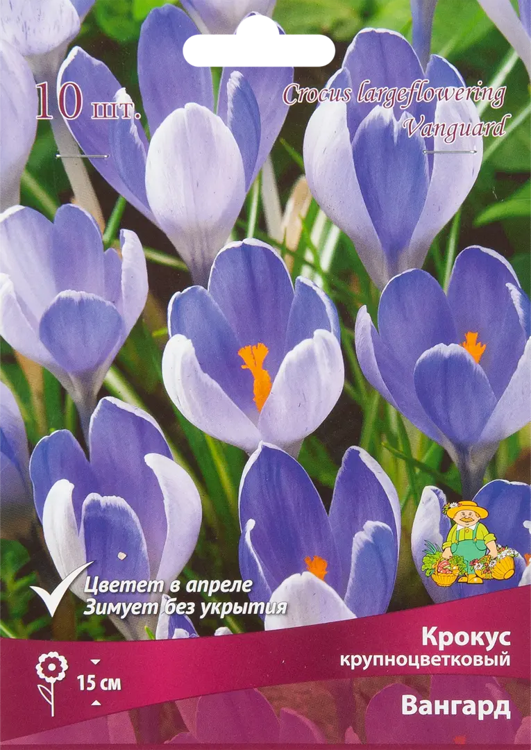 

Саженцы крокус SSS-17981061 10 шт.