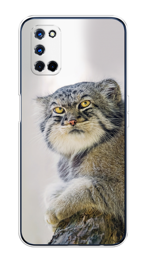 

Чехол на Oppo A52/A72 "Кот манул 1", Серый;белый;желтый, 253150-1