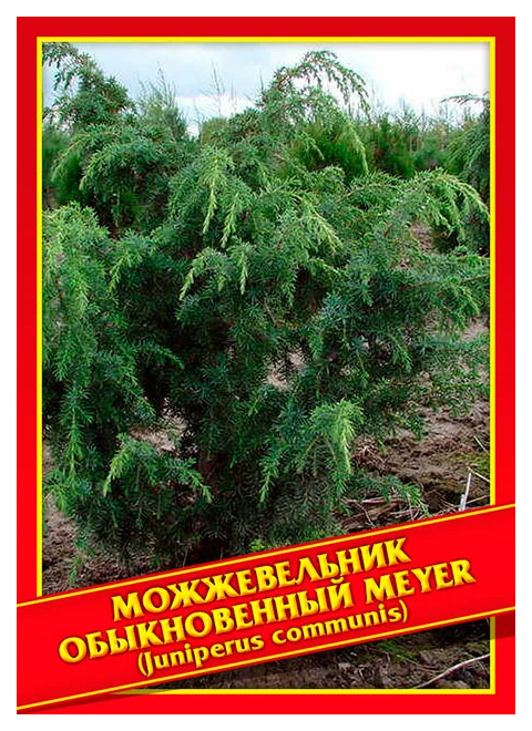 

Семена Можжевельник Обыкновенный «Meyer», 5 шт, Симбиоз