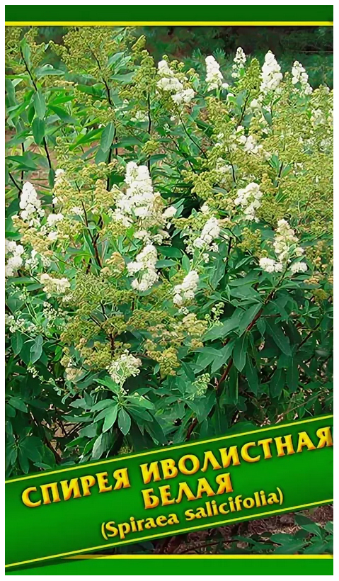 

Семена Спирея Иволистная Белая, 0,1 г Симбиоз