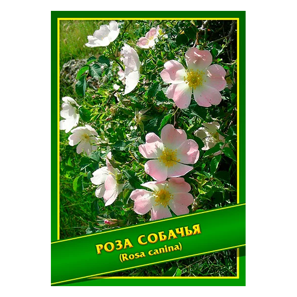 

Семена Роза Собачья, 0,5 г ( 35 шт,) Симбиоз