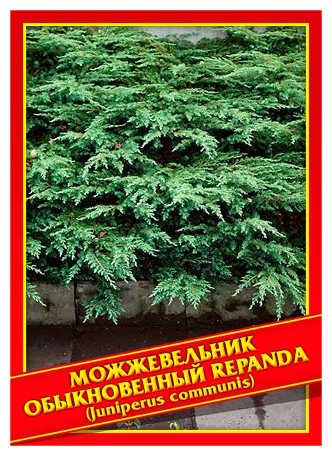 Семена Можжевельник Обыкновенный «Repanda», 5 шт, Симбиоз