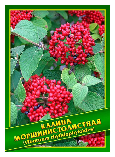 

Семена Калина Морщинистолистная, 1 г Симбиоз