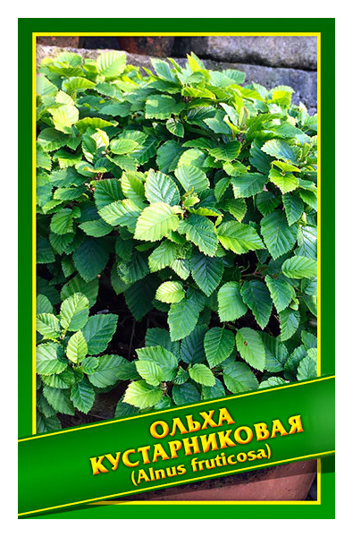 

Семена Ольха Кустарниковая, 0,2 г Симбиоз