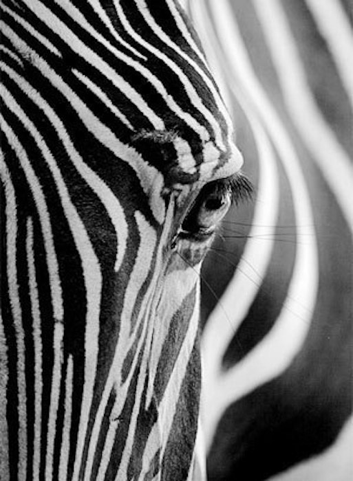 фото Набор алмазной мозаики яркие грани взгляд зебры, размер 37х50см, 28 цветов