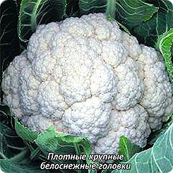 

Семена Капуста цветная Парижанка, 0,5 г, Поиск, 164176