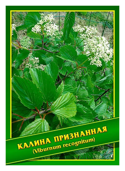 

Семена Калина Признанная, 1 г Симбиоз