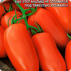 

Семена Томат Чудо лентяя, 0,1 г, Уральский дачник, 187595