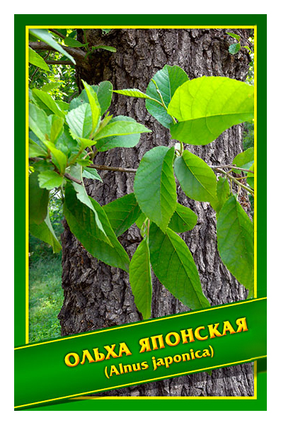 

Семена Ольха Японская, 0,5 г Симбиоз