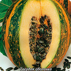 

Семена Тыква твердокорая Даная, 10 шт, Поиск, 176372