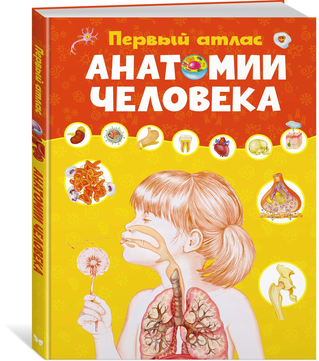 

Элеонора Барсотти. Первый атлас анатомии человека
