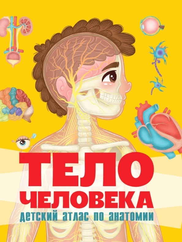 

Тело человека. Детский атлас по анатомии, 2022, cтраниц 14