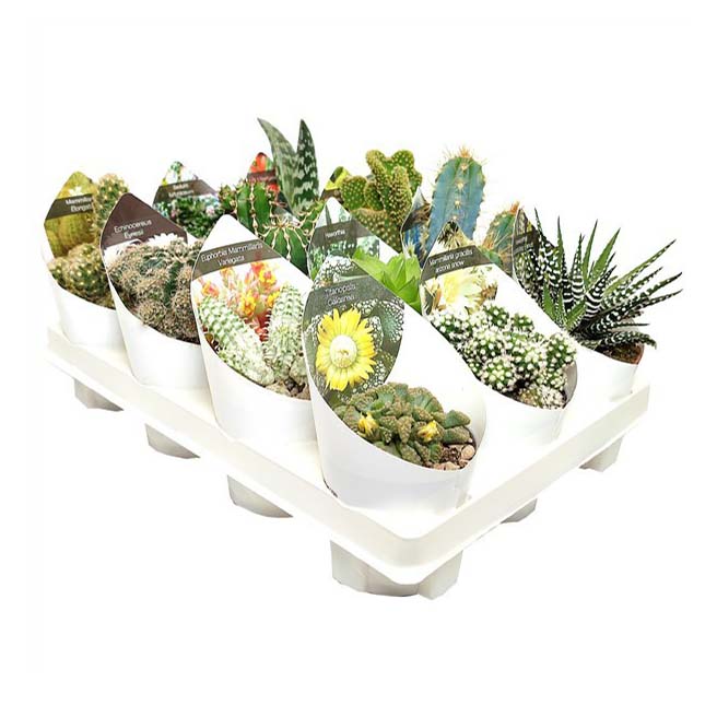 Кактус/суккулент микс h20 см d6,5 см