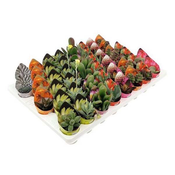 Суккулент микс h5 см d3,5 см