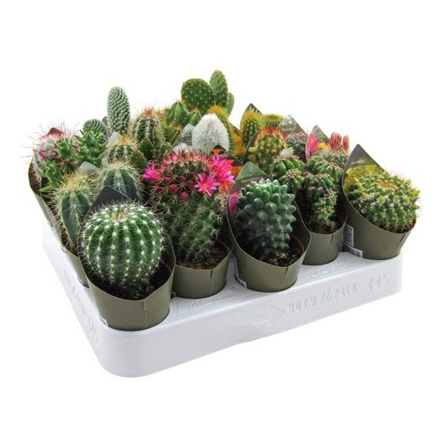 Кактус микс h14 см d5,5 см