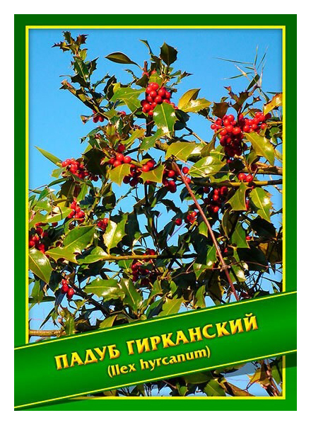 

Семена Падуб Гирканский, 0,1 г Симбиоз