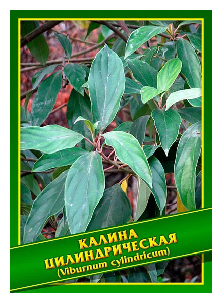 

Семена Калина Цилиндрическая, 0,5 г Симбиоз