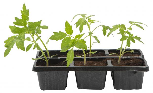 

Семена томат Дачник 1 уп.