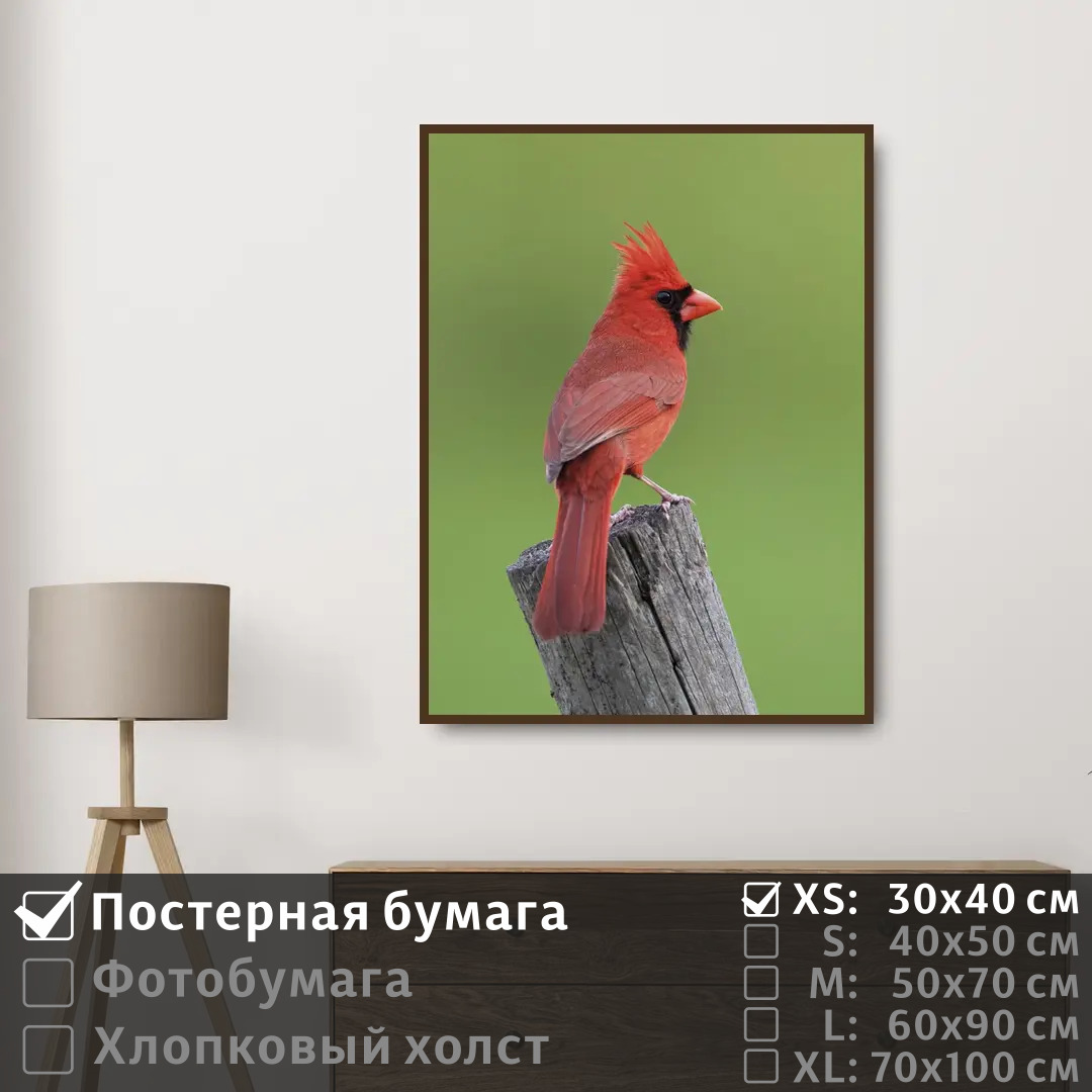 

Постер на стену ПолиЦентр Красная птица сидит наблюдает глазами 30х40 см, КраснаяПтицаСидитНаблюдаетГлазами