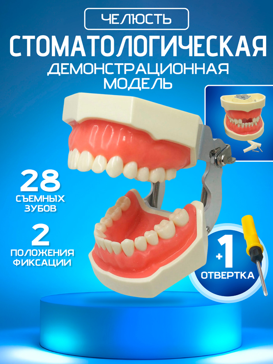 

Демонстрационная челюсть, 28 съемных зубов, с мягкой десной
