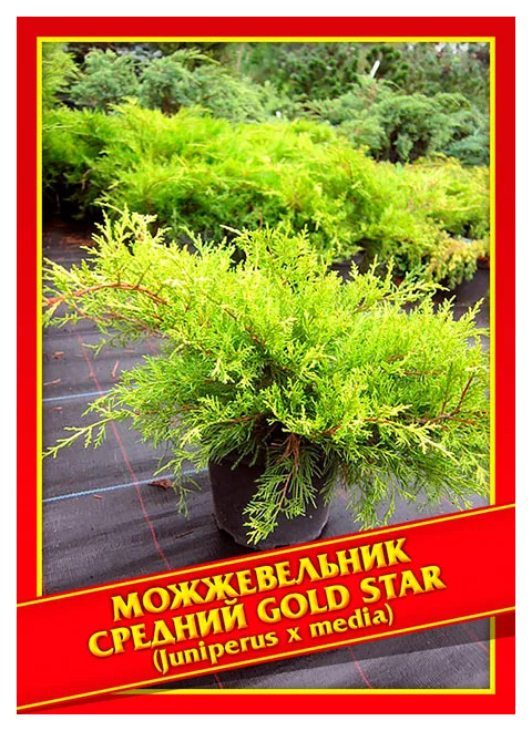 

Семена Можжевельник Средний «Gold Star», 5 шт, Симбиоз
