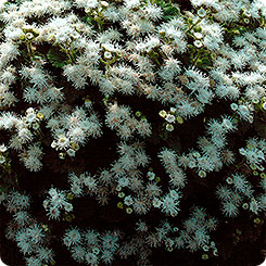 

Семена Агератум карликовый Литл Дорит, 300 шт, Биотехника