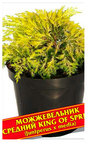 

Семена Можжевельник Средний «King of Spring», 5 шт, Симбиоз