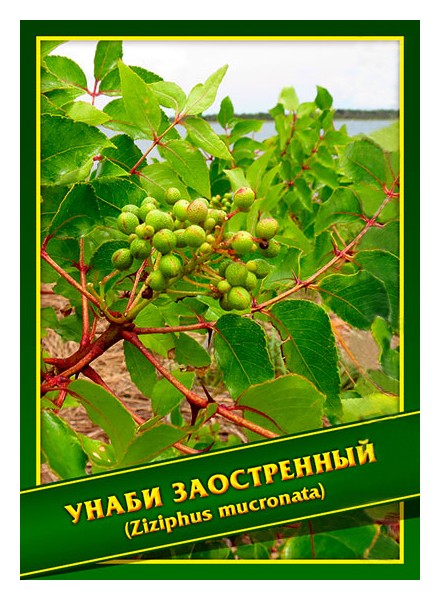 

Семена Унаби Заостренный, 3 шт, Симбиоз
