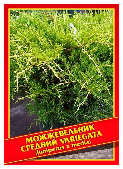 

Семена Можжевельник Средний «Variegata», 5 шт, Симбиоз