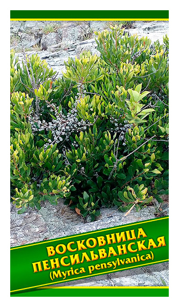 

Семена Восковница Пенсильванская, 0,1 г Симбиоз