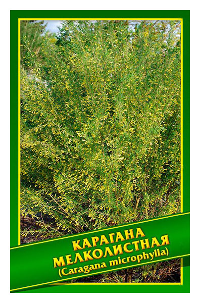 

Семена Карагана Мелколистная, 0,5 г Симбиоз