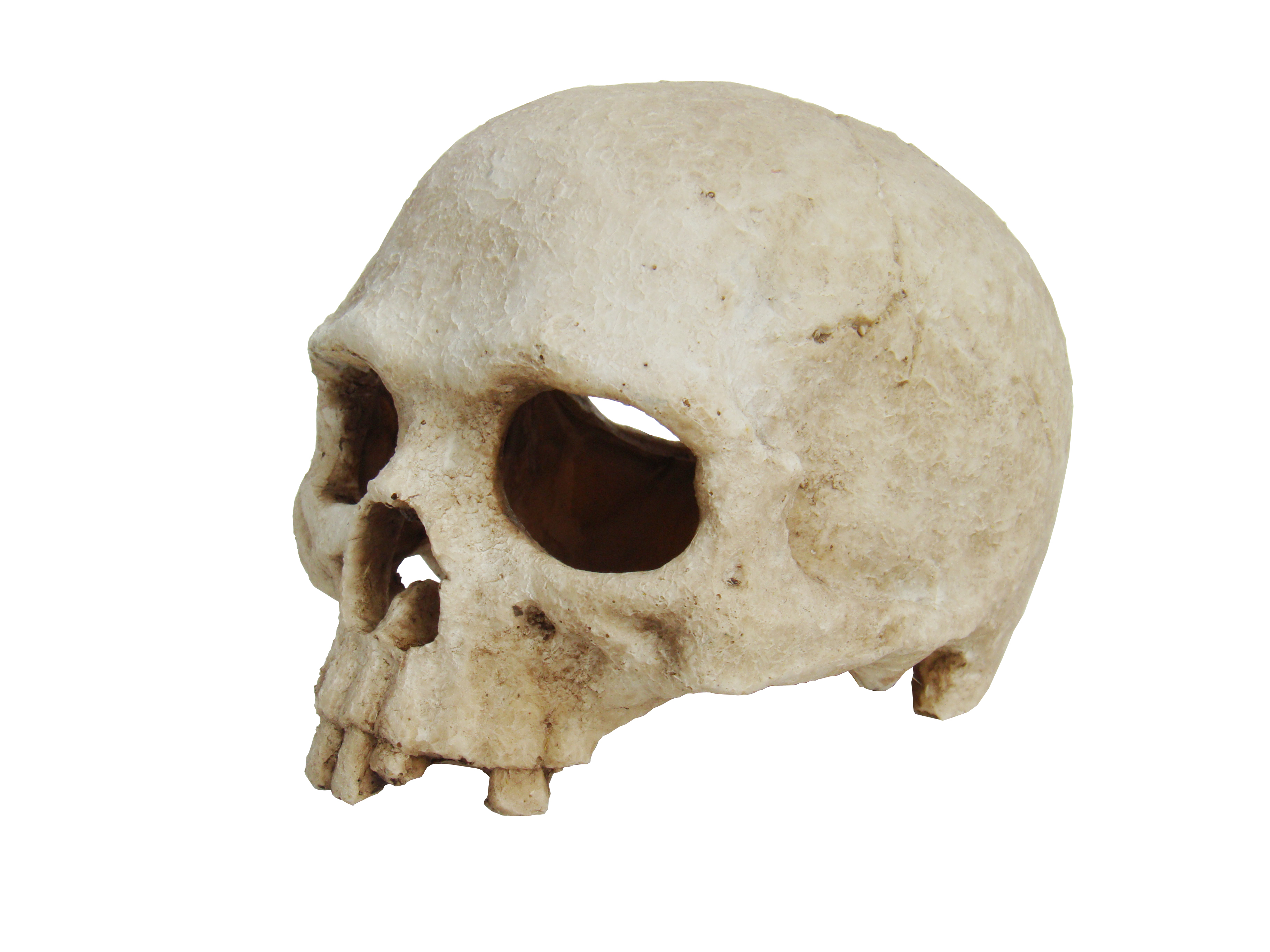 фото Декорация для террариума lucky reptile skull monkey, пластик, 15х12х11 см