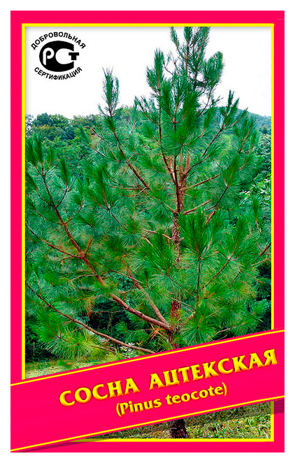 

Семена Сосна Ацтекская, 0,1 г Симбиоз