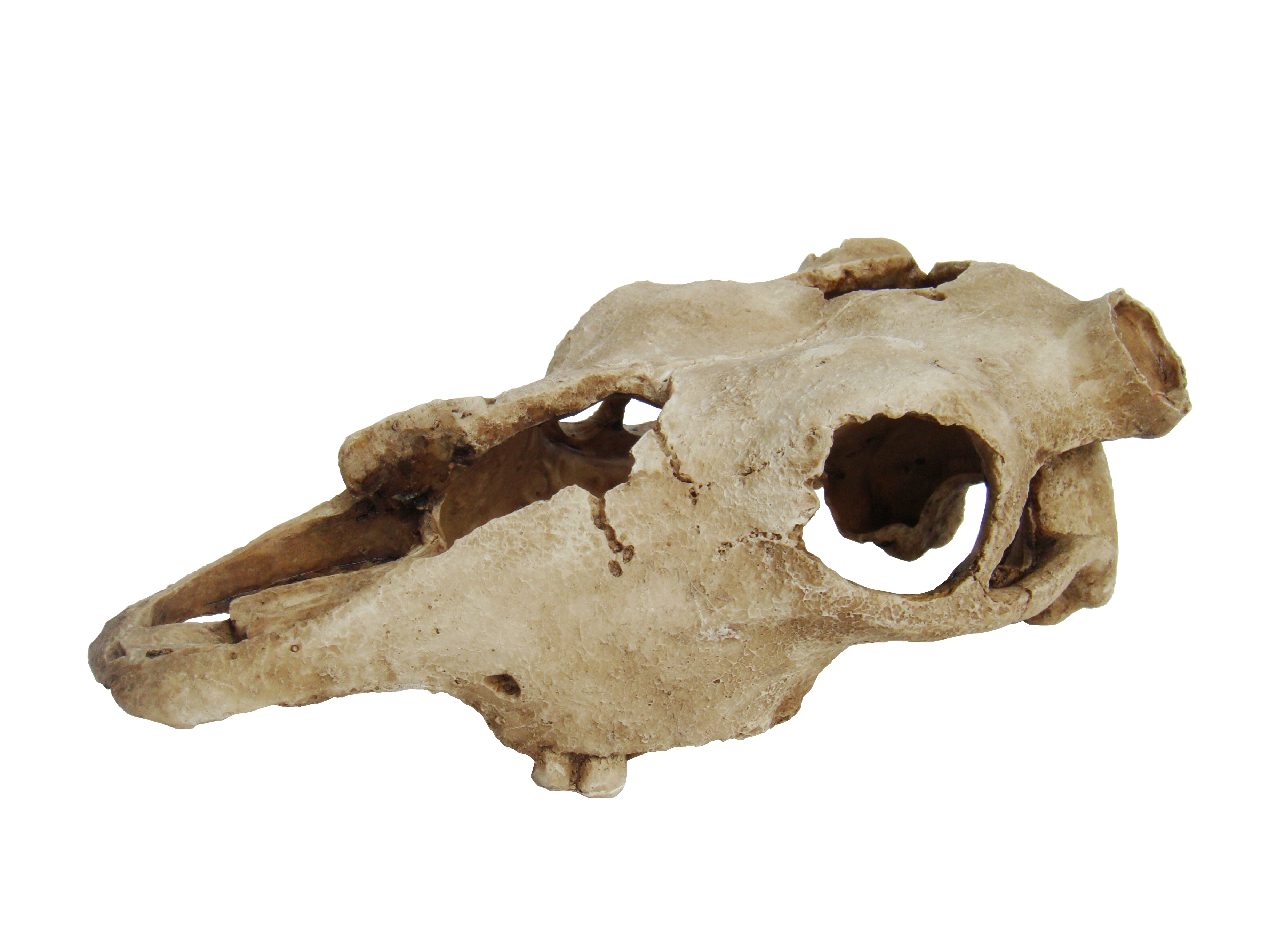 фото Декорация для террариума lucky reptile skull cow, пластик, 22,5х12,5х8,5 см