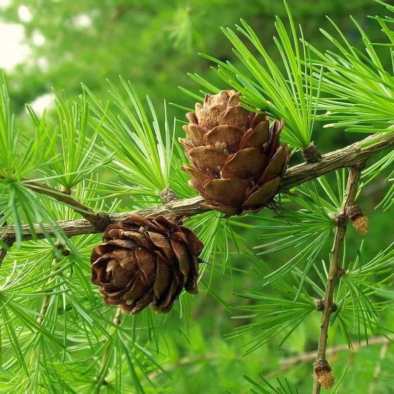 

Семена Орешка Лиственница сибирская 50 шт.