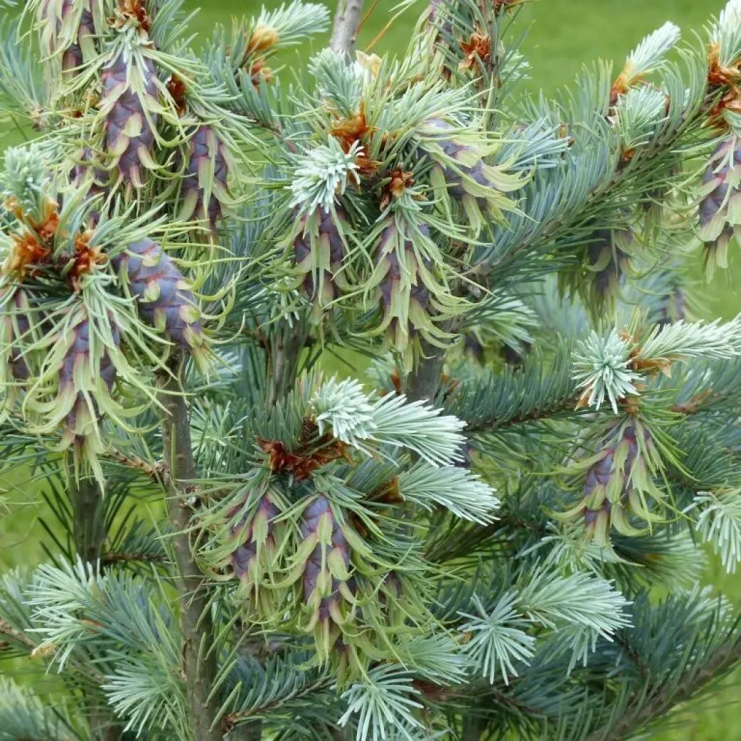 

Семена Орешка Псевдотсуга Мензиса сизая Glauca 15 шт.