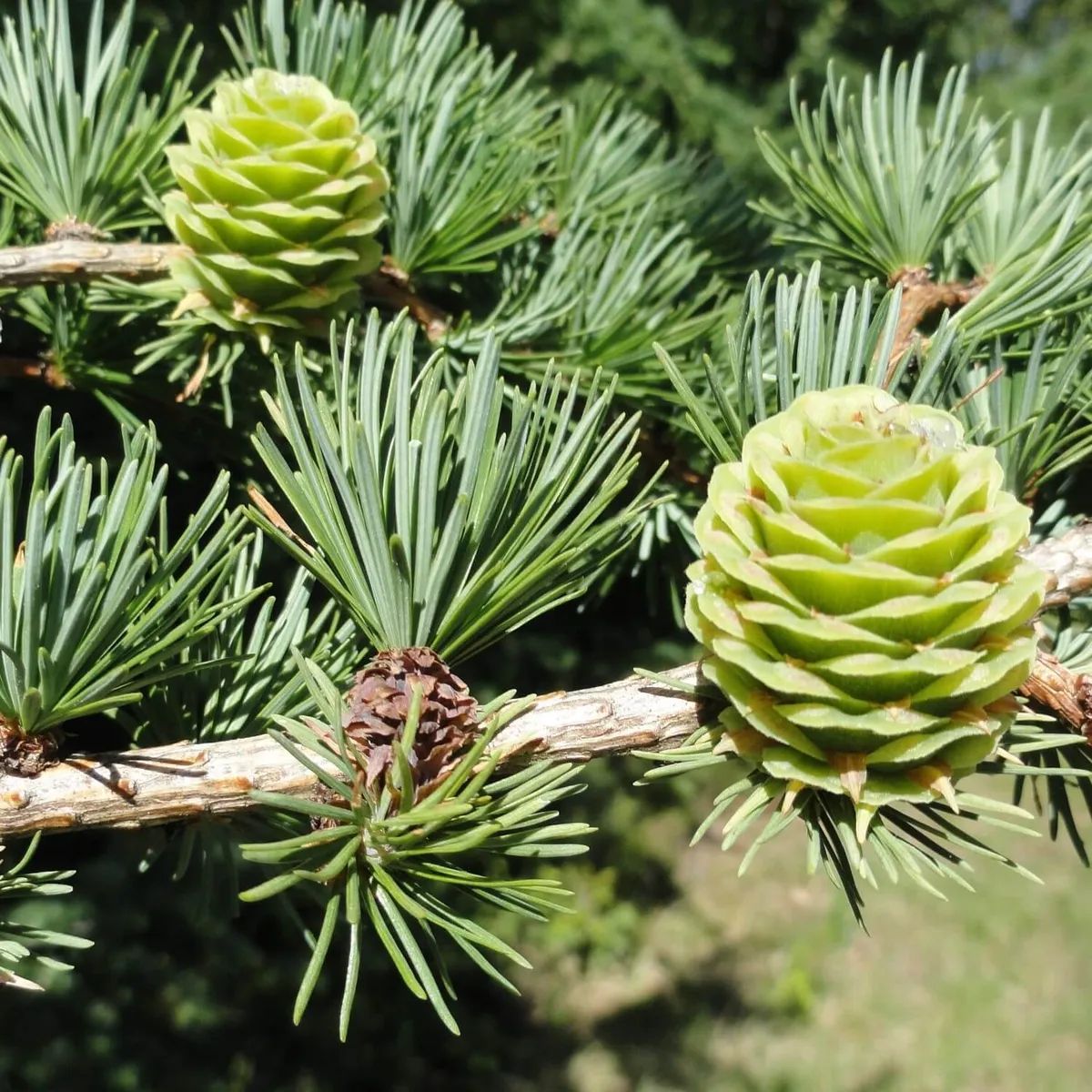 Лиственница Сибирская Larix sibirica