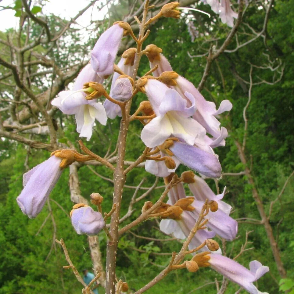 

Семена Орешка Павловния удлинённая Elongata 200 шт.