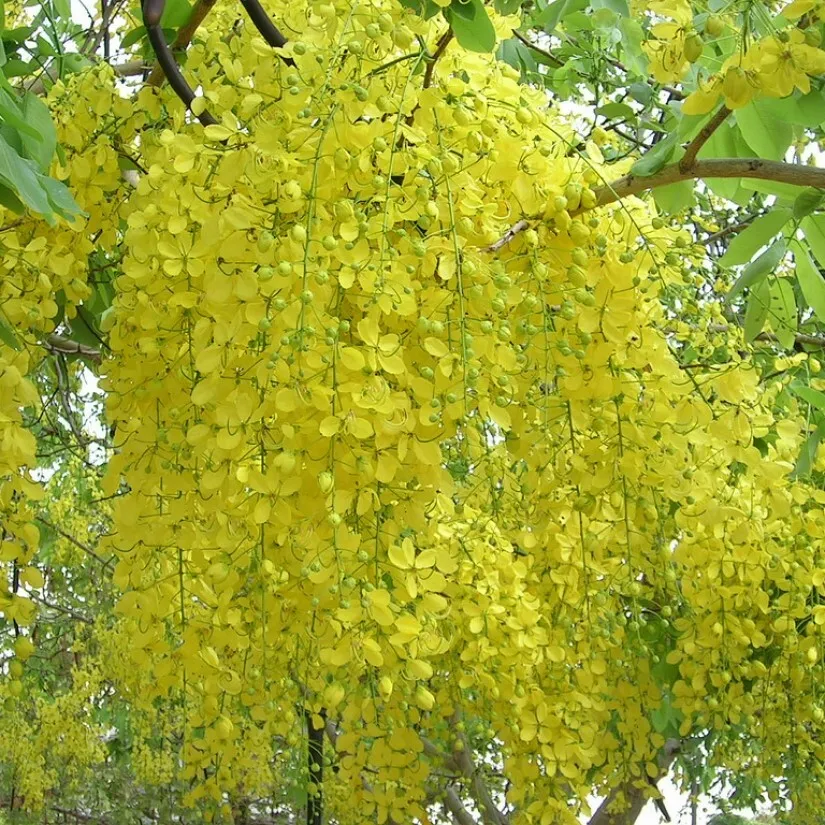

Семена Орешка Бобовник Золотой дождь 10 шт.