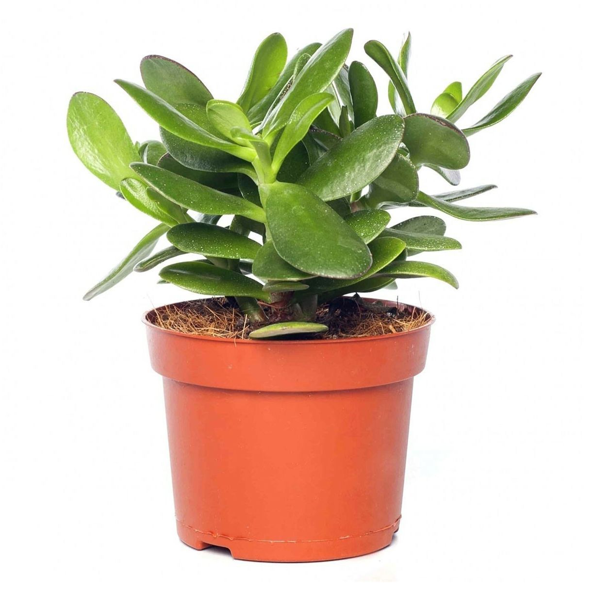 

Крассула h8 см d5,5 см