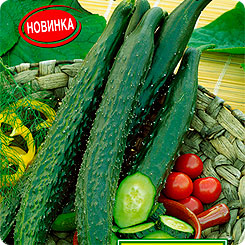 

Семена Огурец Китайские палочки F1, 10 шт, АЭЛИТА, 213642