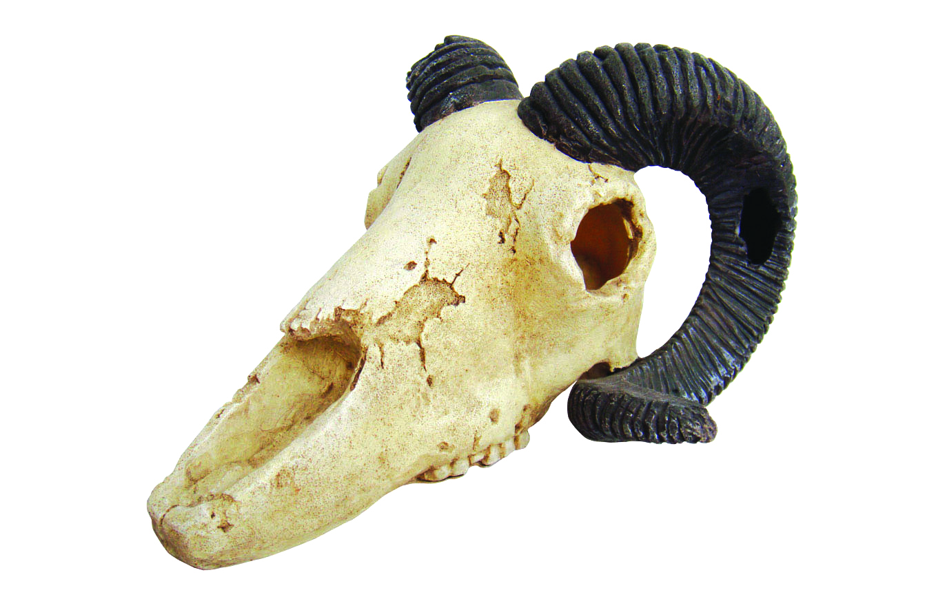 фото Декорация для террариума lucky reptile skull ram, пластик, 25х11,2х15,2 см