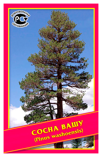 

Семена Сосна Вашу, 3 шт, Симбиоз